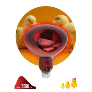 Б0055441 Инфракрасная лампа ЭРА ИКЗК 230-150 R127, кратность 1 шт. для обогрева животных и освеще