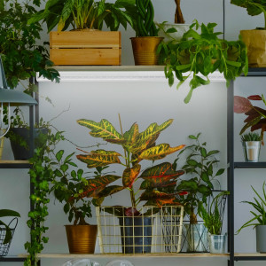 Лампа светодиодная FITO-9W-Ra90-Т8-G13-NL 9Вт T8 линейная 46LED 2835 IP20 35000ч для растений полноспектральная стекло Б0042988